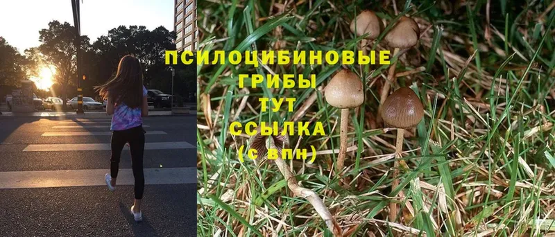 Галлюциногенные грибы MAGIC MUSHROOMS  наркошоп  Гатчина 